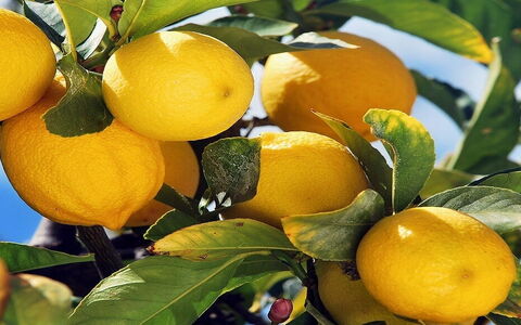 De ongeëvenaarde citroenen van Sorrento