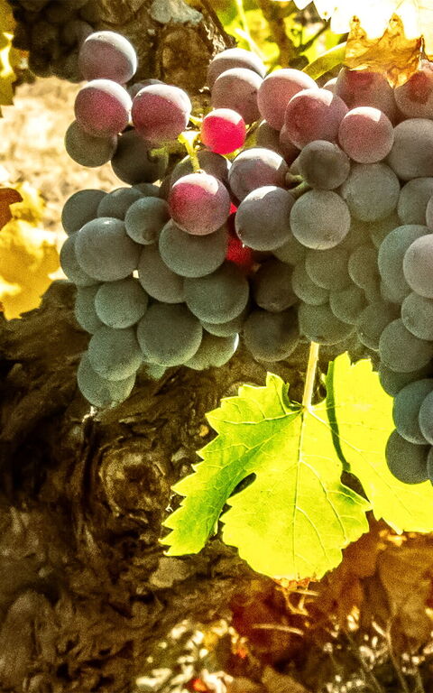 De druivenoogst in Toscane