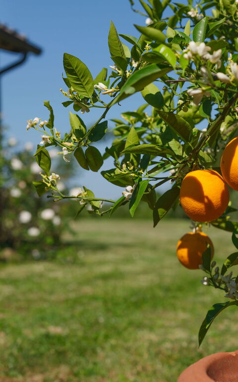 Pozzo Dei Desideri: Buitenkanten, Buitenshuis, Tuin