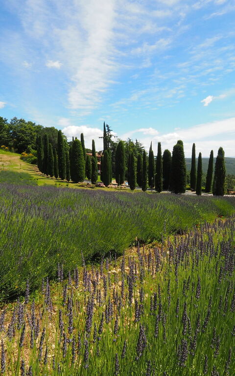 Cornocchio: Keer bekeken