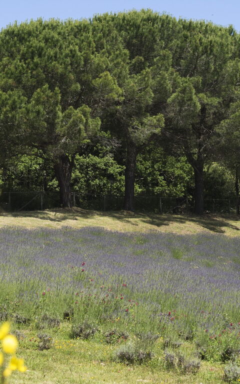 Cornocchio: Keer bekeken, Tuin