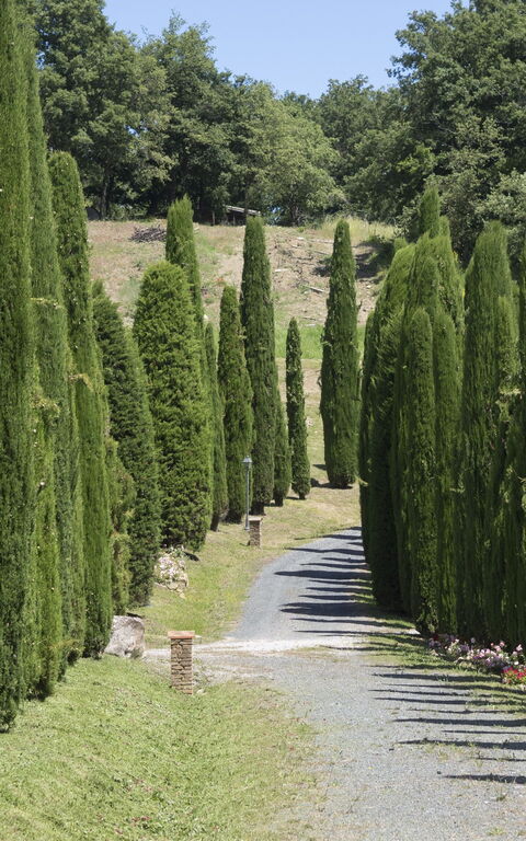 Cornocchio: Keer bekeken