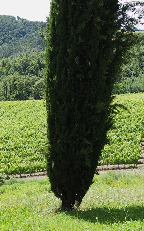 Cornocchio: Keer bekeken, Tuin