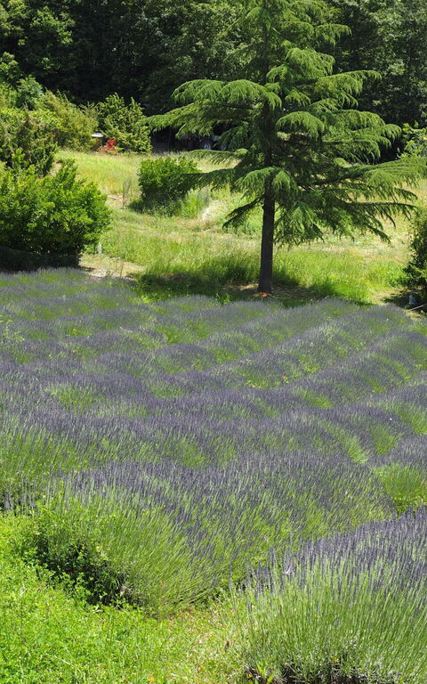 Cornocchio: Keer bekeken
