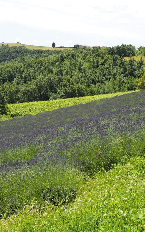 Cornocchio: Keer bekeken