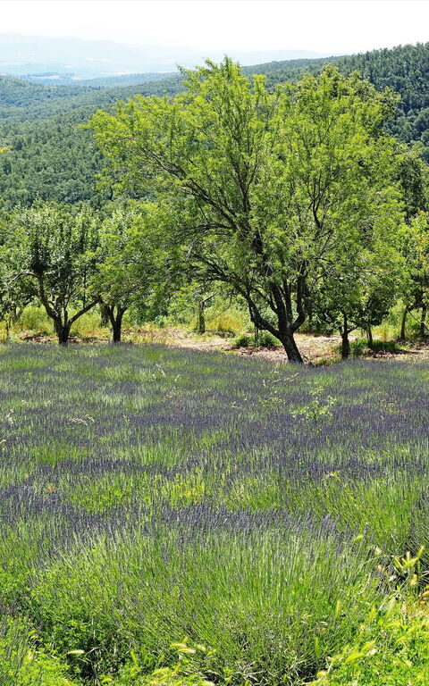 Cornocchio: Keer bekeken
