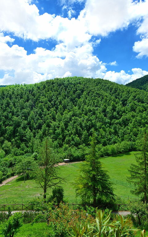 Villa Contessa: Tuin