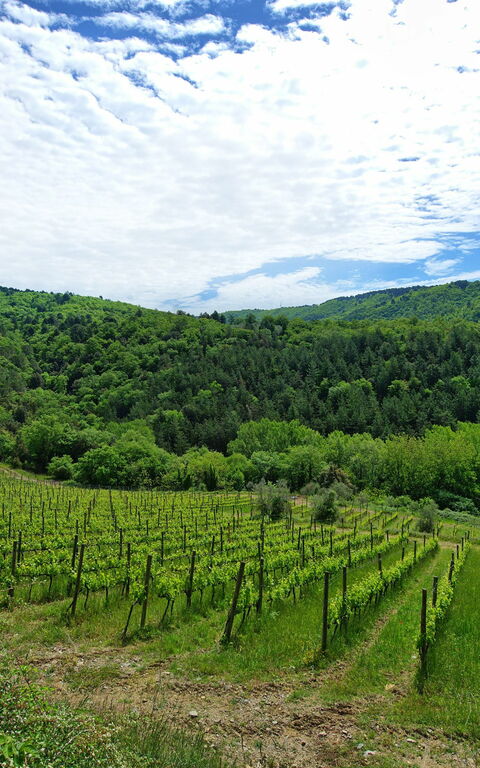 Villa Barbischio: Keer bekeken