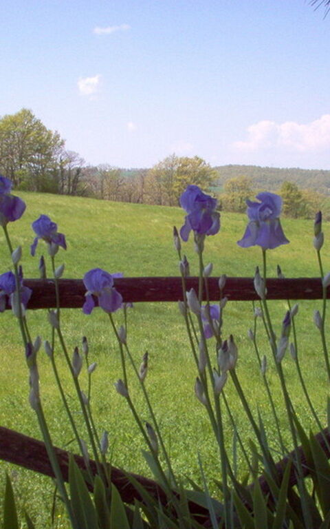 Ginestrella: Buitenshuis, Tuin