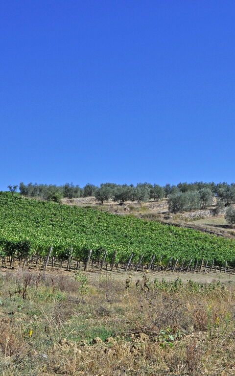 Arturo: Keer bekeken