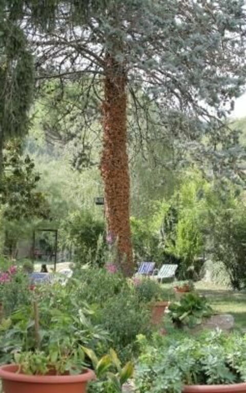 ***villa Contea: Buitenshuis, Tuin