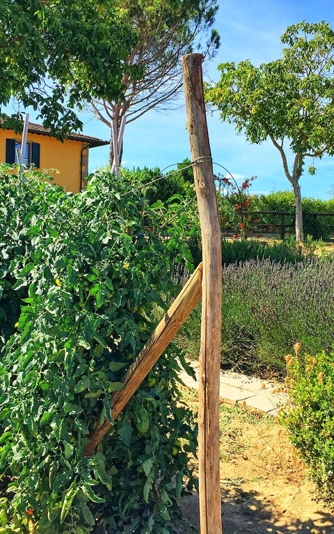 Podere Sant'angelo: Tuin