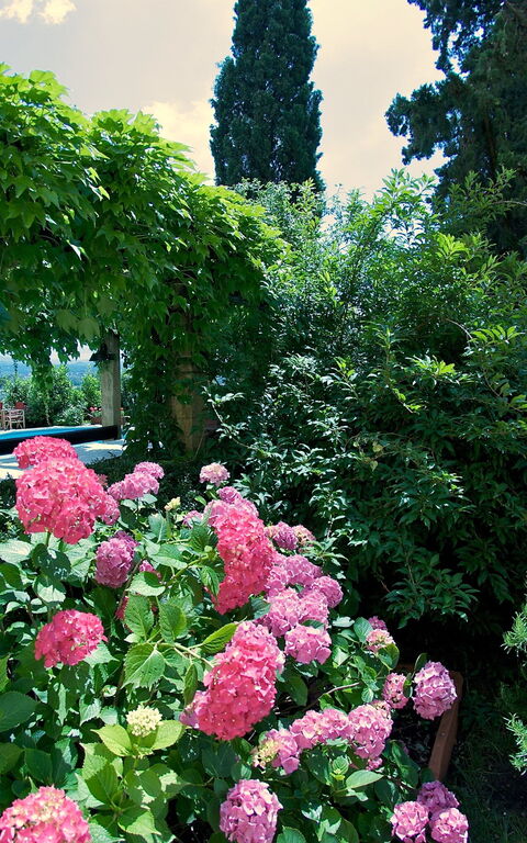 Villa Pedone: Buitenshuis, Tuin