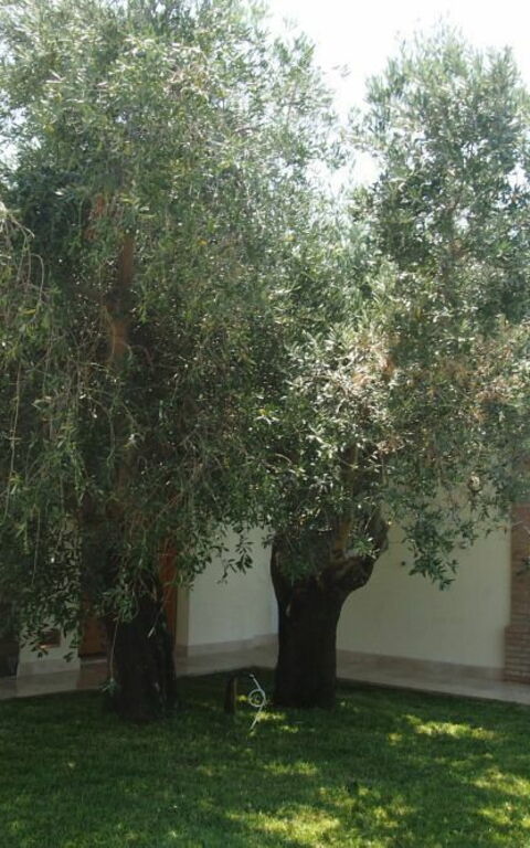 Villa Dei Cipressi: Buitenkanten, Buitenshuis, Tuin