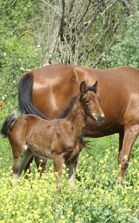 Le Querce Di Campocane: Tuin