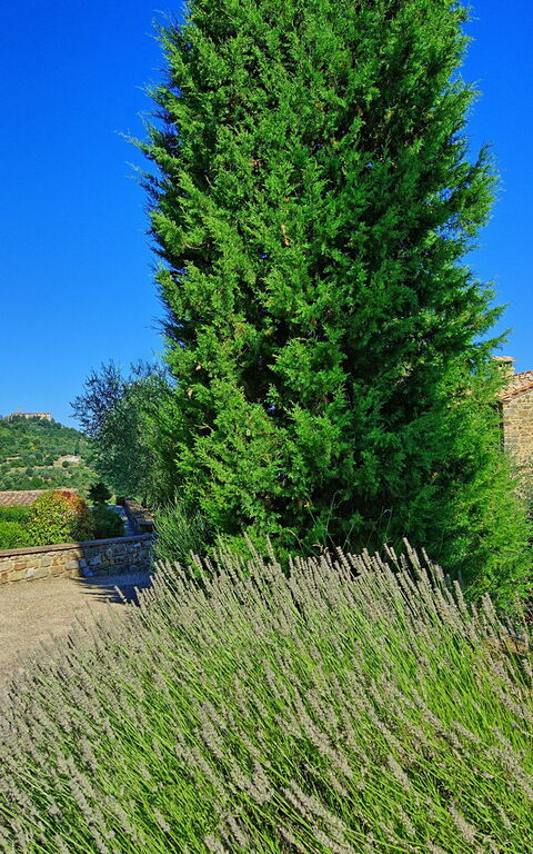 Villa Montalcino: Tuin