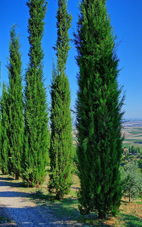 Villa Montalcino: Keer bekeken