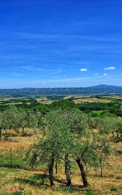 Casa Olivia: Keer bekeken