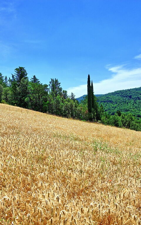 Villa Picchio: Buitenshuis, Tuin