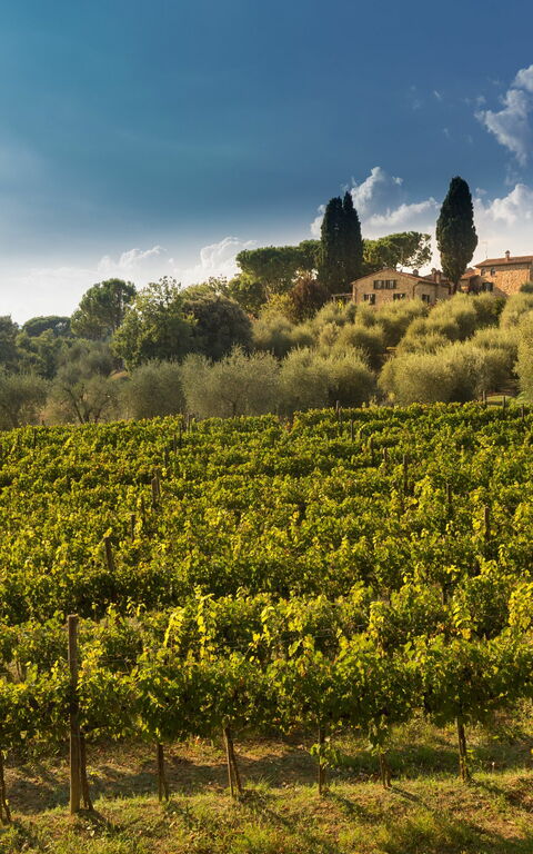 Villa Poggiospinoso: Keer bekeken