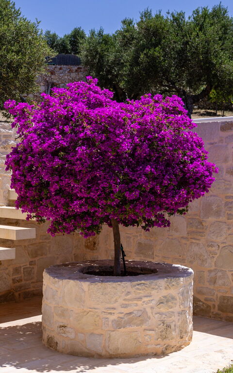 Villa Bluewhite: Buitenshuis, Tuin