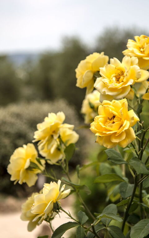 Villa Chiugi: Buitenshuis