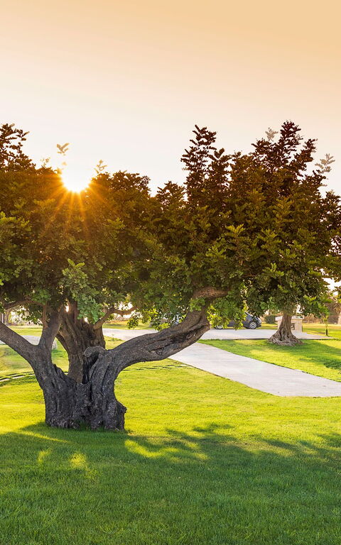 Villa Colleverde: Tuin