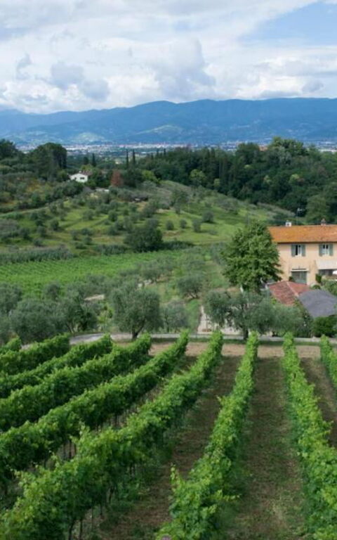 Bello Stare: Keer bekeken