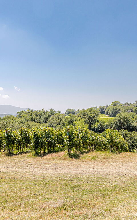 Chateau La Siroque: Buitenkanten, Buitenshuis, Keer bekeken