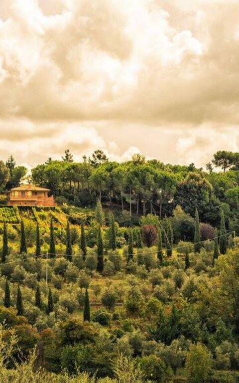 Leccino: Buitenkanten, Buitenshuis, Keer bekeken