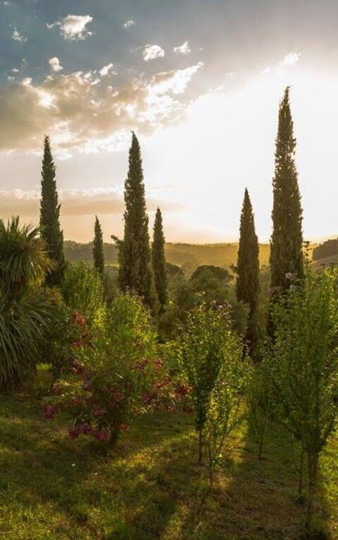Leccino: Buitenkanten, Buitenshuis, Keer bekeken, Tuin