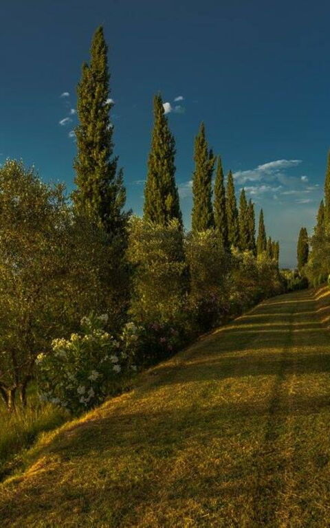 Leccino: Buitenkanten, Buitenshuis, Keer bekeken, Tuin
