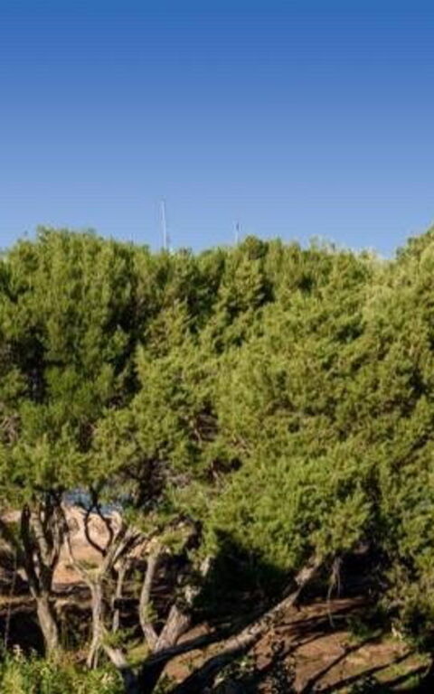 Lentischio: Keer bekeken