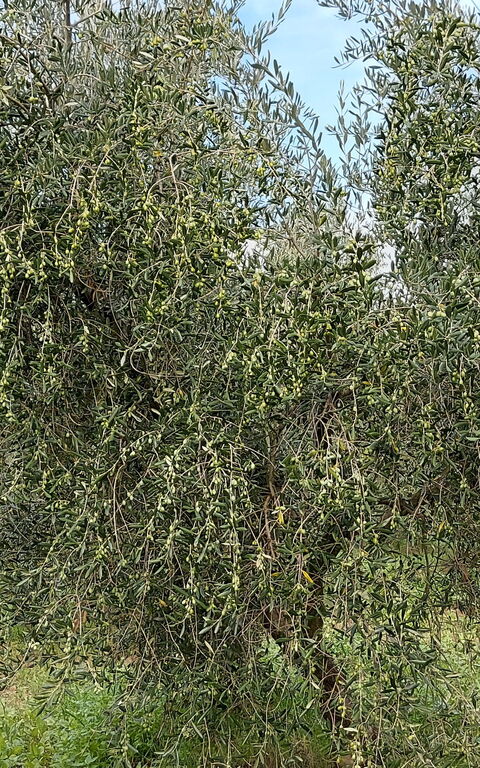 Podere Peteglia: Keer bekeken