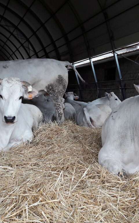 Podere Peteglia: Activiteiten, Dieren