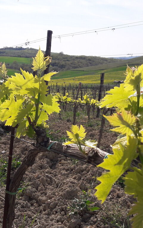 Podere Peteglia: Keer bekeken