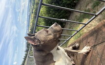 Foto ingestuurd door een gast van Villa Roberto