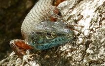 Foto ingestuurd door een gast van Beach Villa Joanna