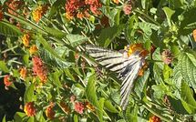 Foto ingestuurd door een gast van Beach Villa Blue