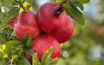 Foto ingestuurd door een gast van Casarosa di Mariasole