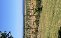 Foto ingestuurd door een gast van Villa Casale