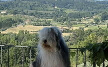 Foto ingestuurd door een gast van Villa Roberto