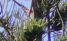 Foto ingestuurd door een gast van Votana House