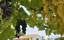 Foto ingestuurd door een gast van Villa Armonia