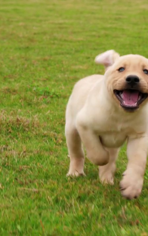 Huisdiervriendelijke vakantiehuizen